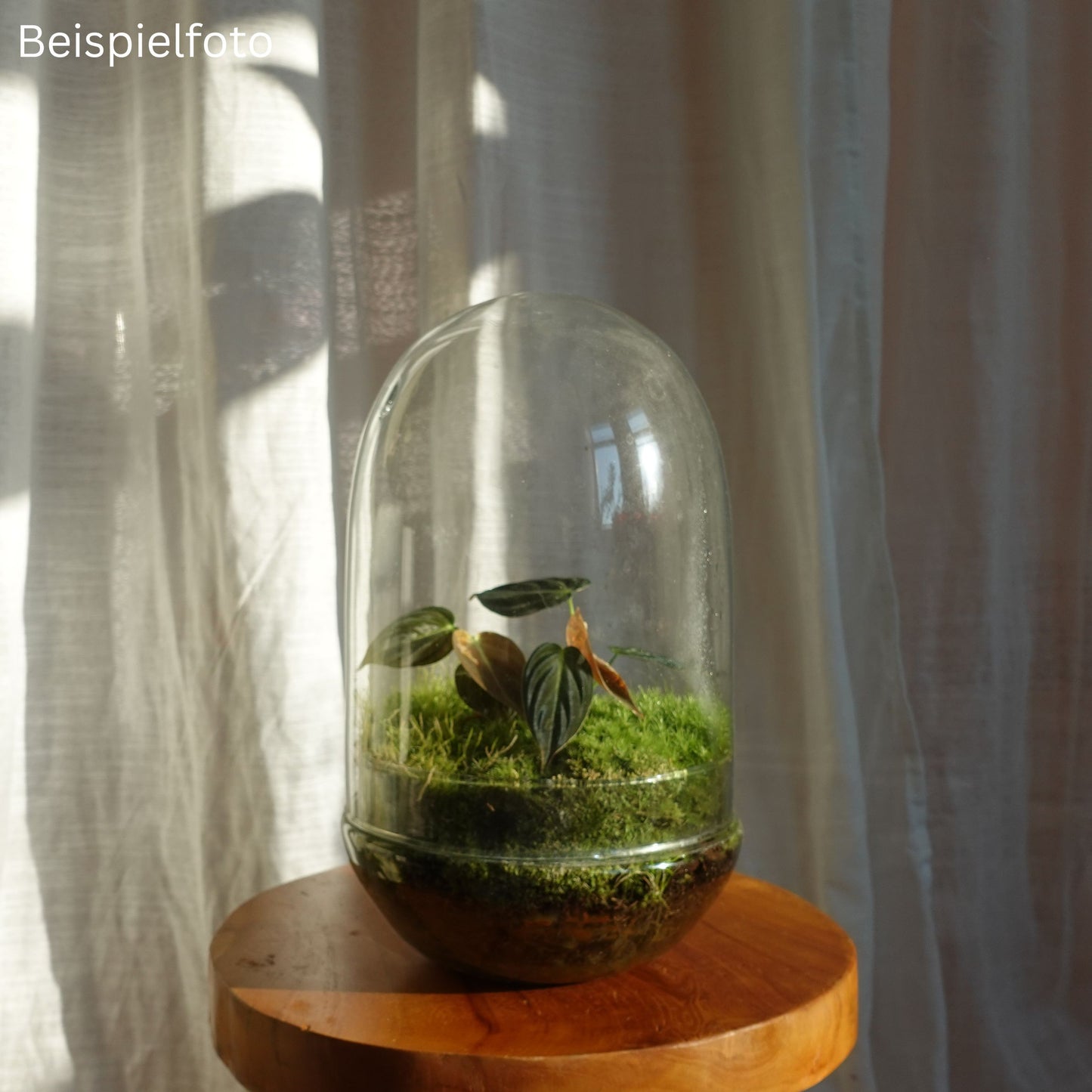 Ei Terrarium