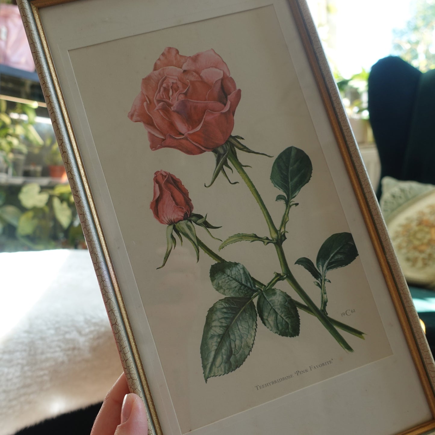 Rosey