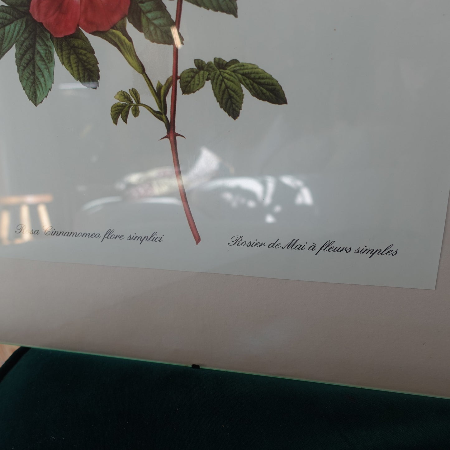 Fleur