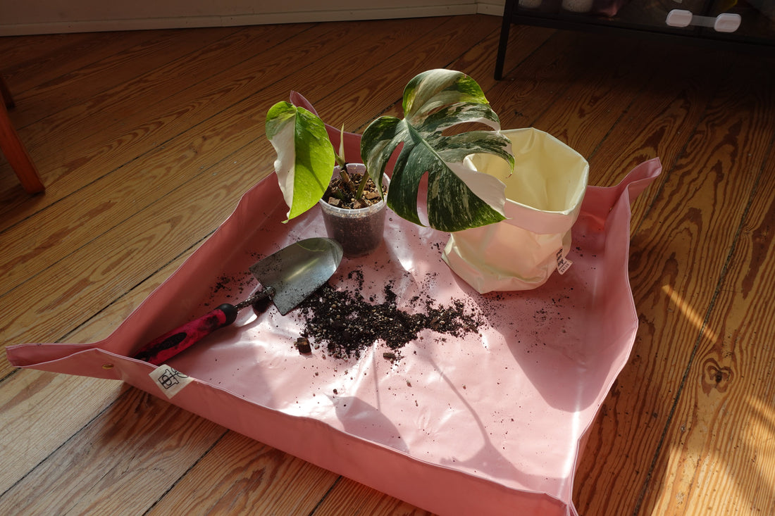 prettyplantthings