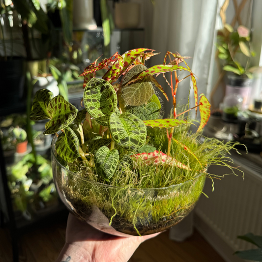 Happy Frühling! Her mit dem Terrarium!