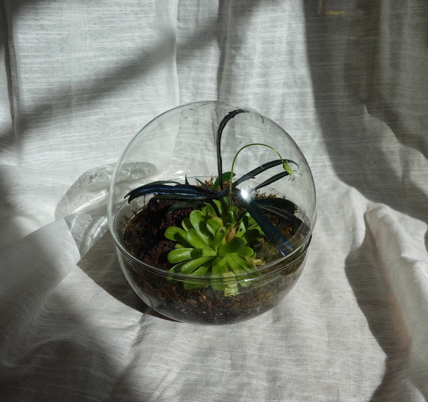 Terrarien