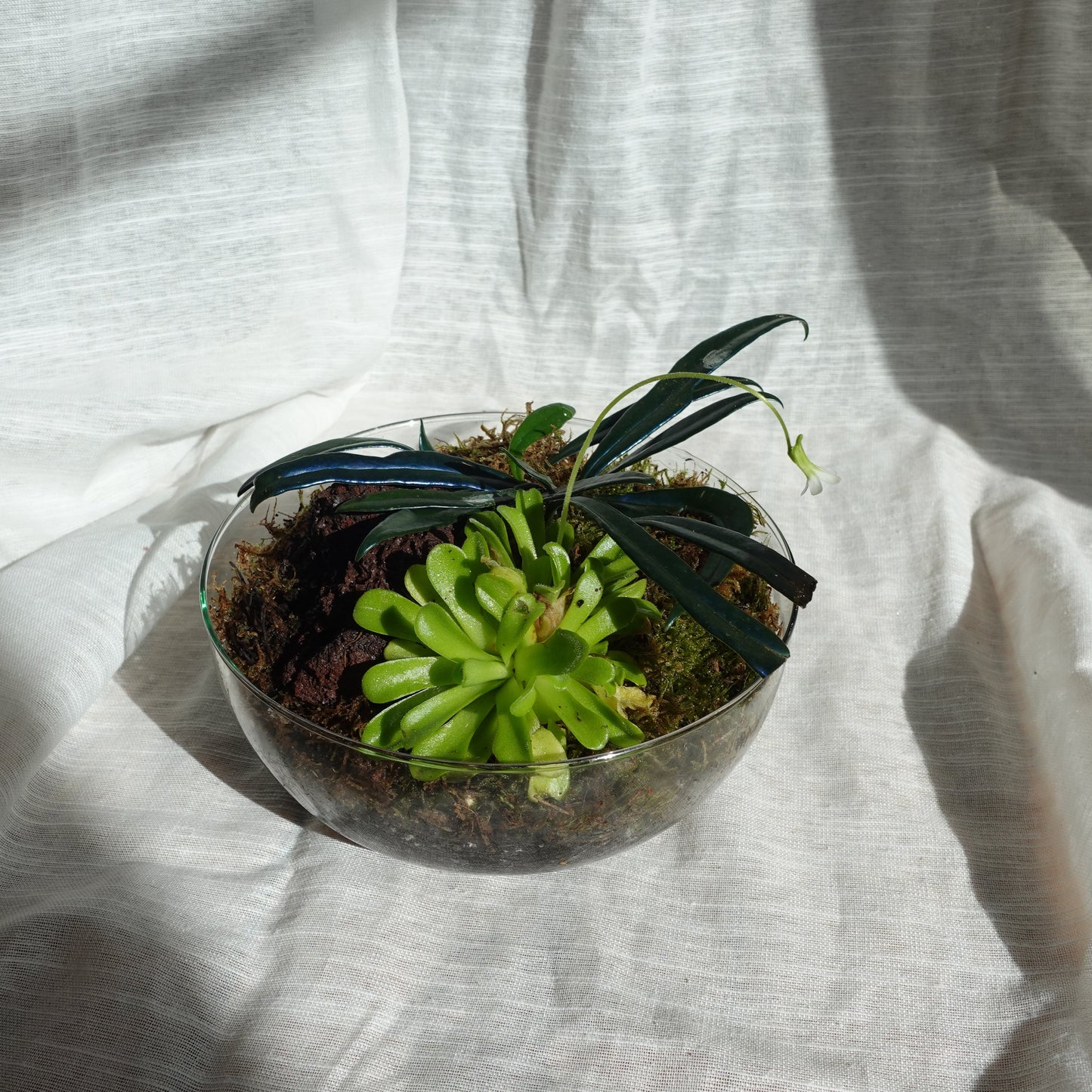 Glaskuppel Terrarium