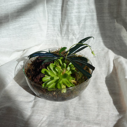 Glaskuppel Terrarium