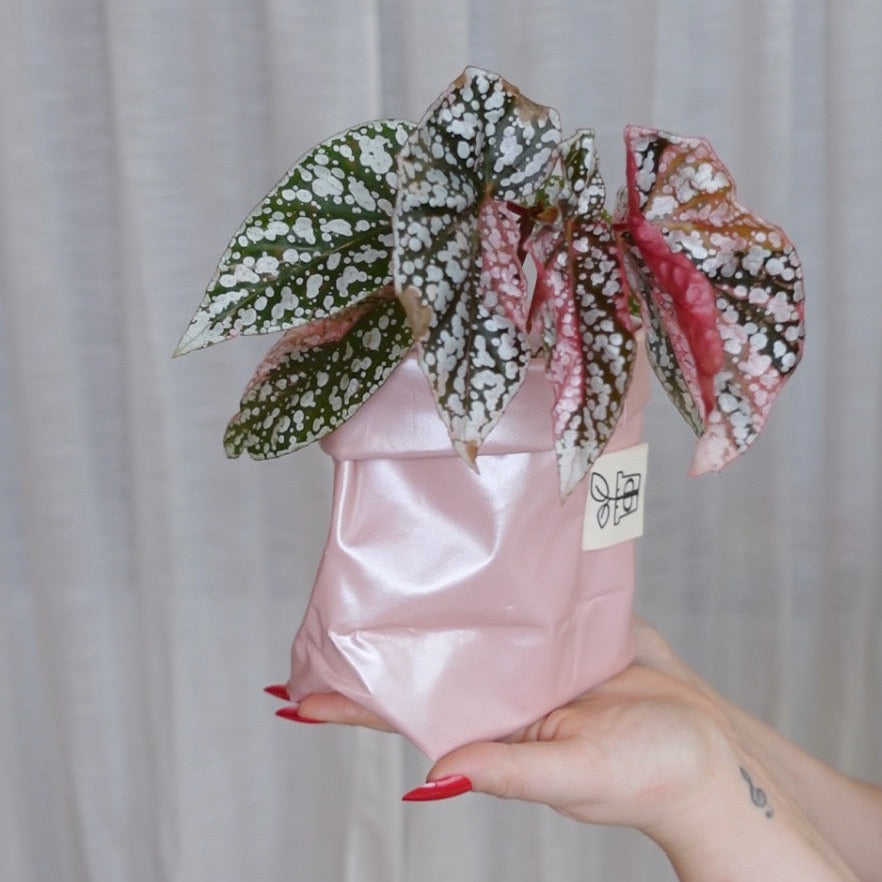 Pottcover rosa mini