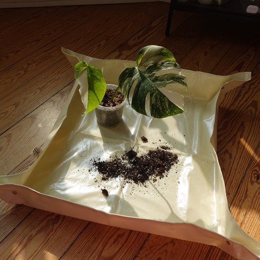 Plantmatt Beige