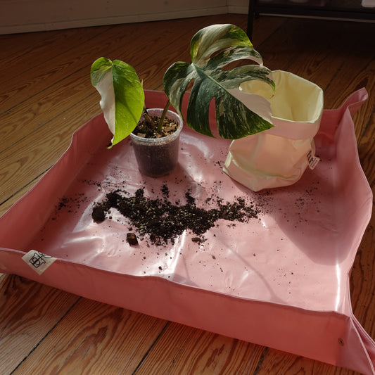 Plantmatt Rosa