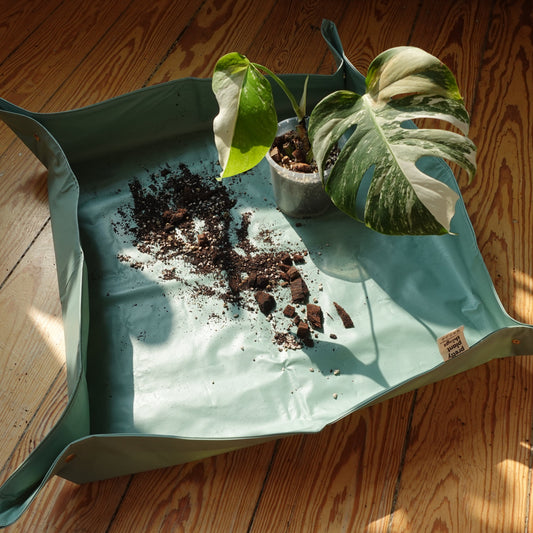 Plantmatt Salbei