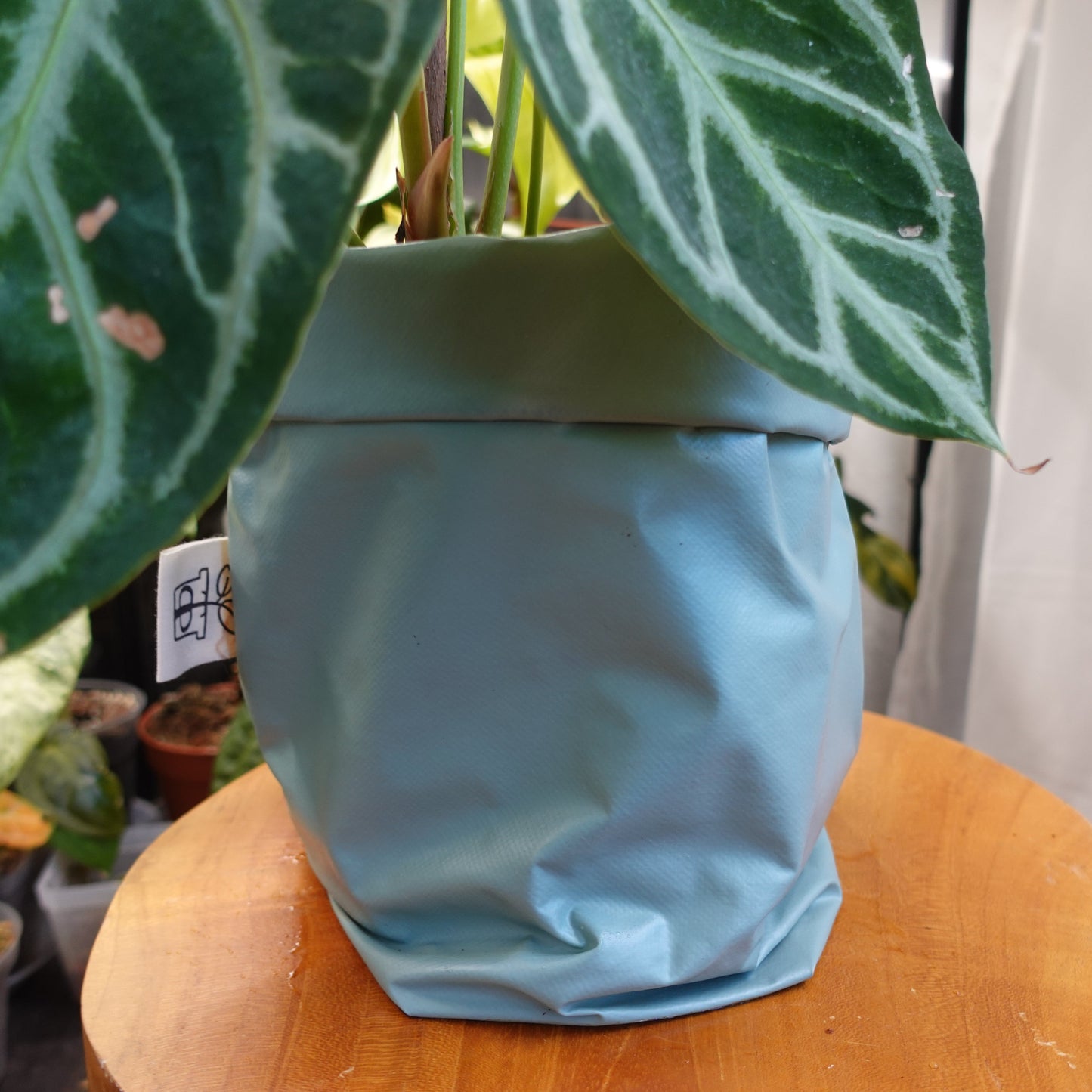 Pottcover Salbei