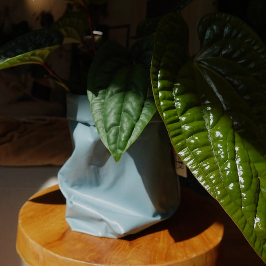 Pottcover blau