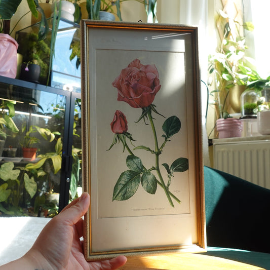 Rosey