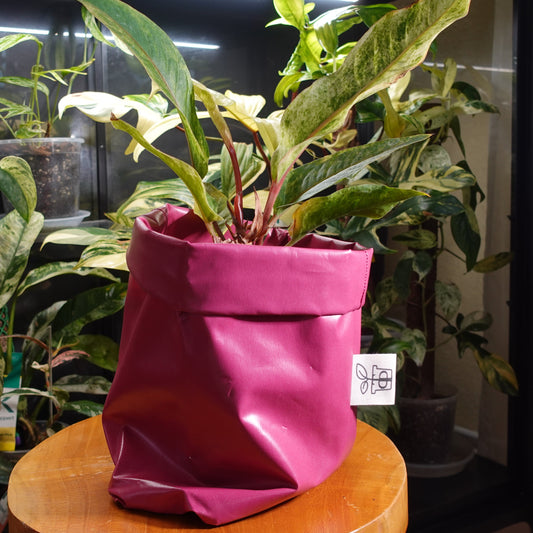 Pottcover pink