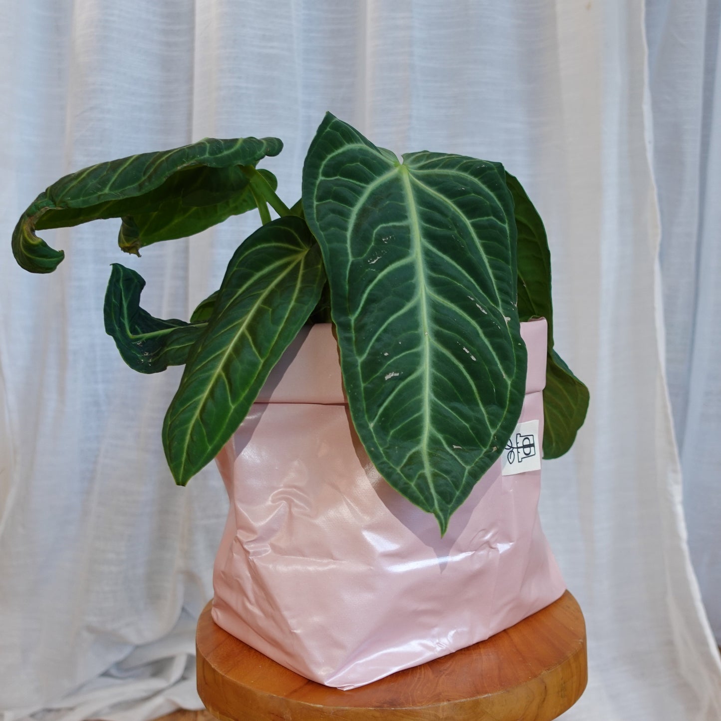 Pottcover Rosa groß