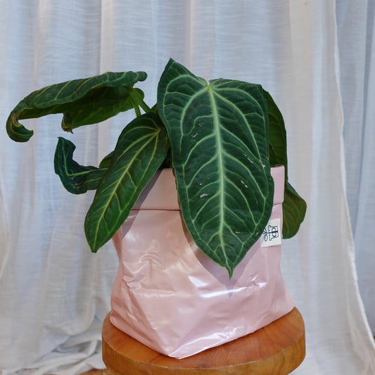 Pottcover Rosa groß