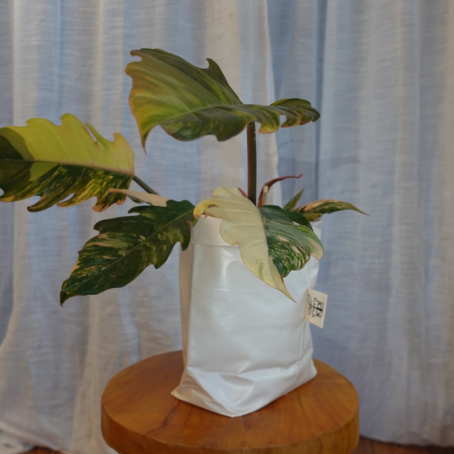 Pottcover Beige