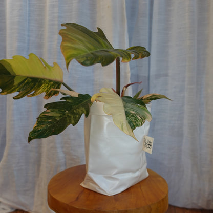 Pottcover Beige