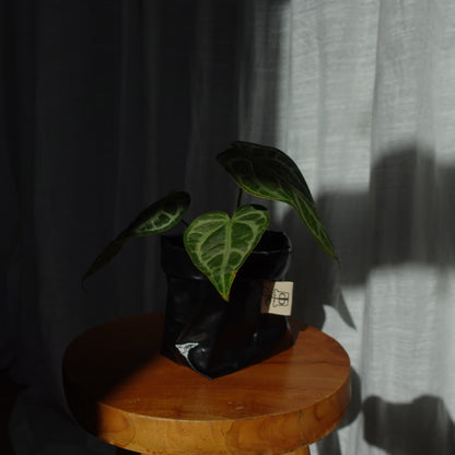 Pottcover schwarz mini