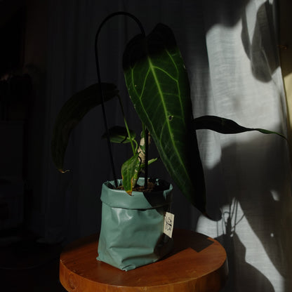 Pottcover salbei mini