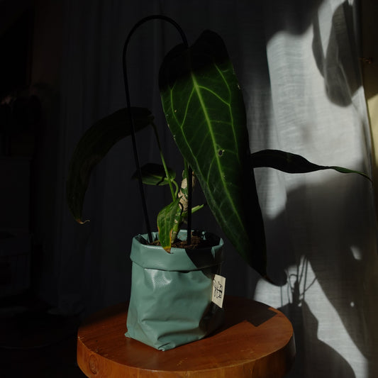 Pottcover salbei mini