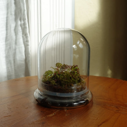 Tiny Terrarium