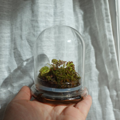Tiny Terrarium