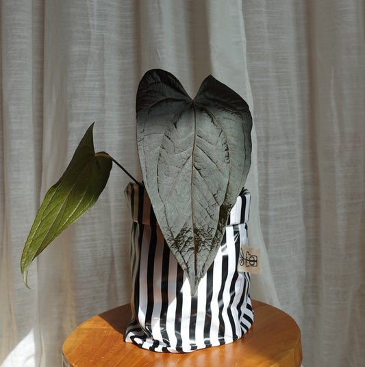 Pottcover gestreift
