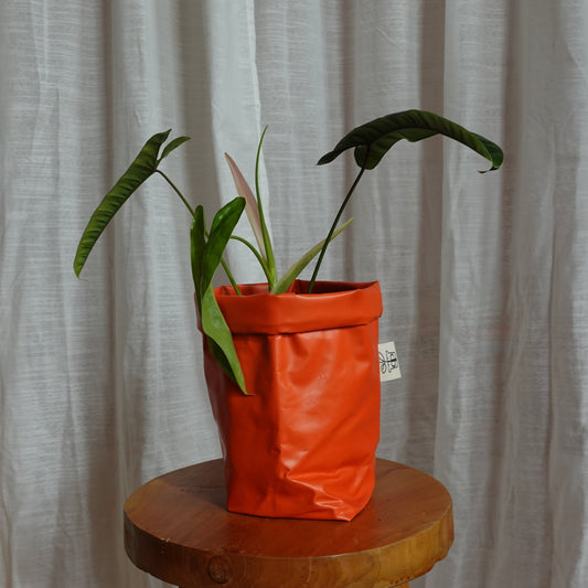 Pottcover orange