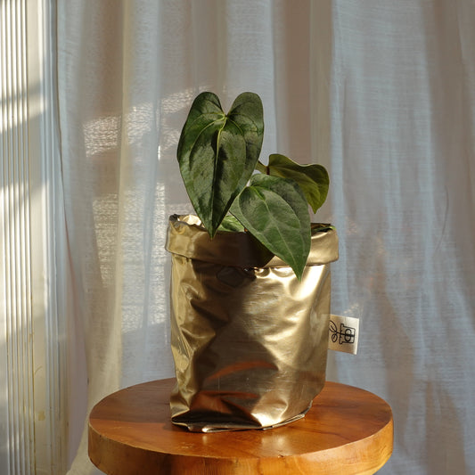 Pottcover gold