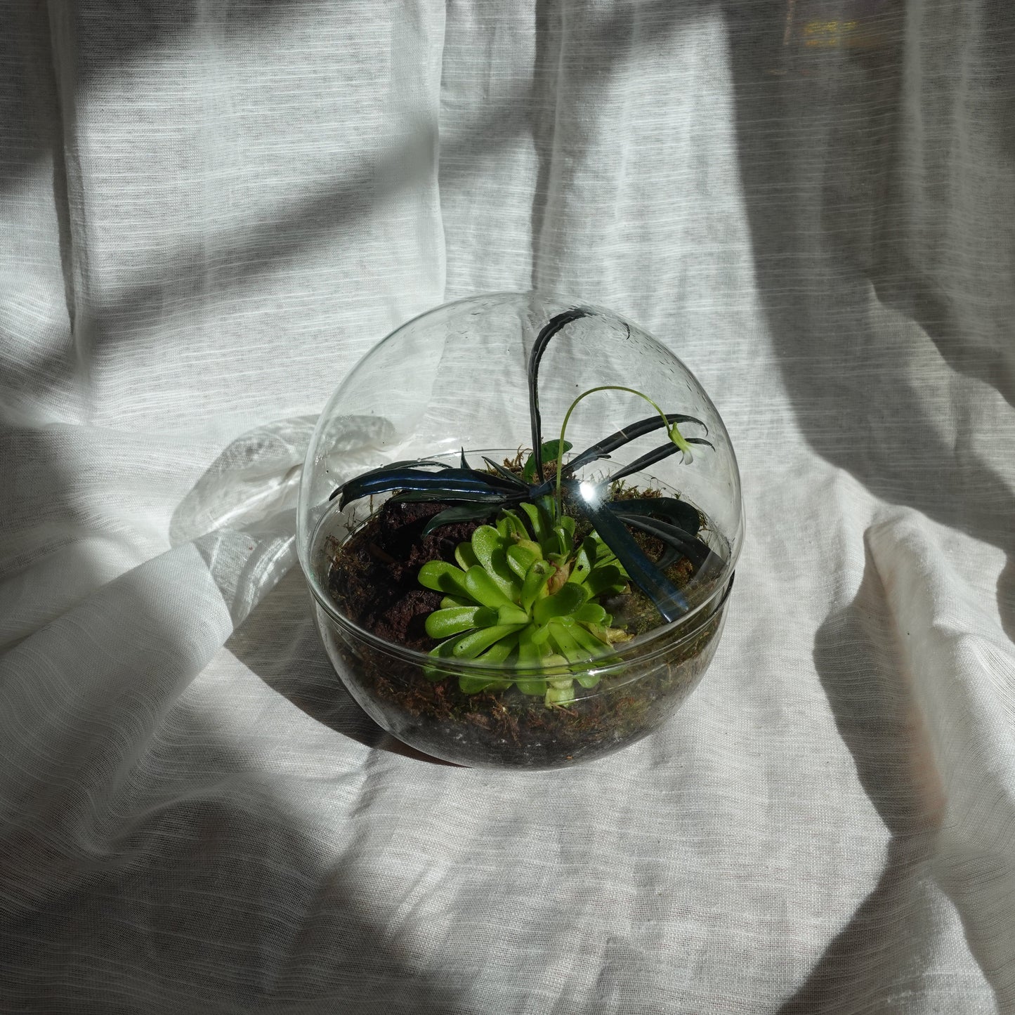 Glaskuppel Terrarium