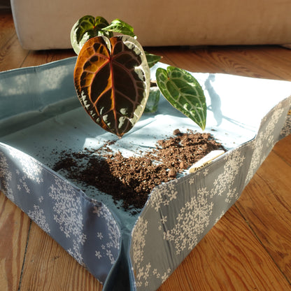 Plantmatt holunder blau