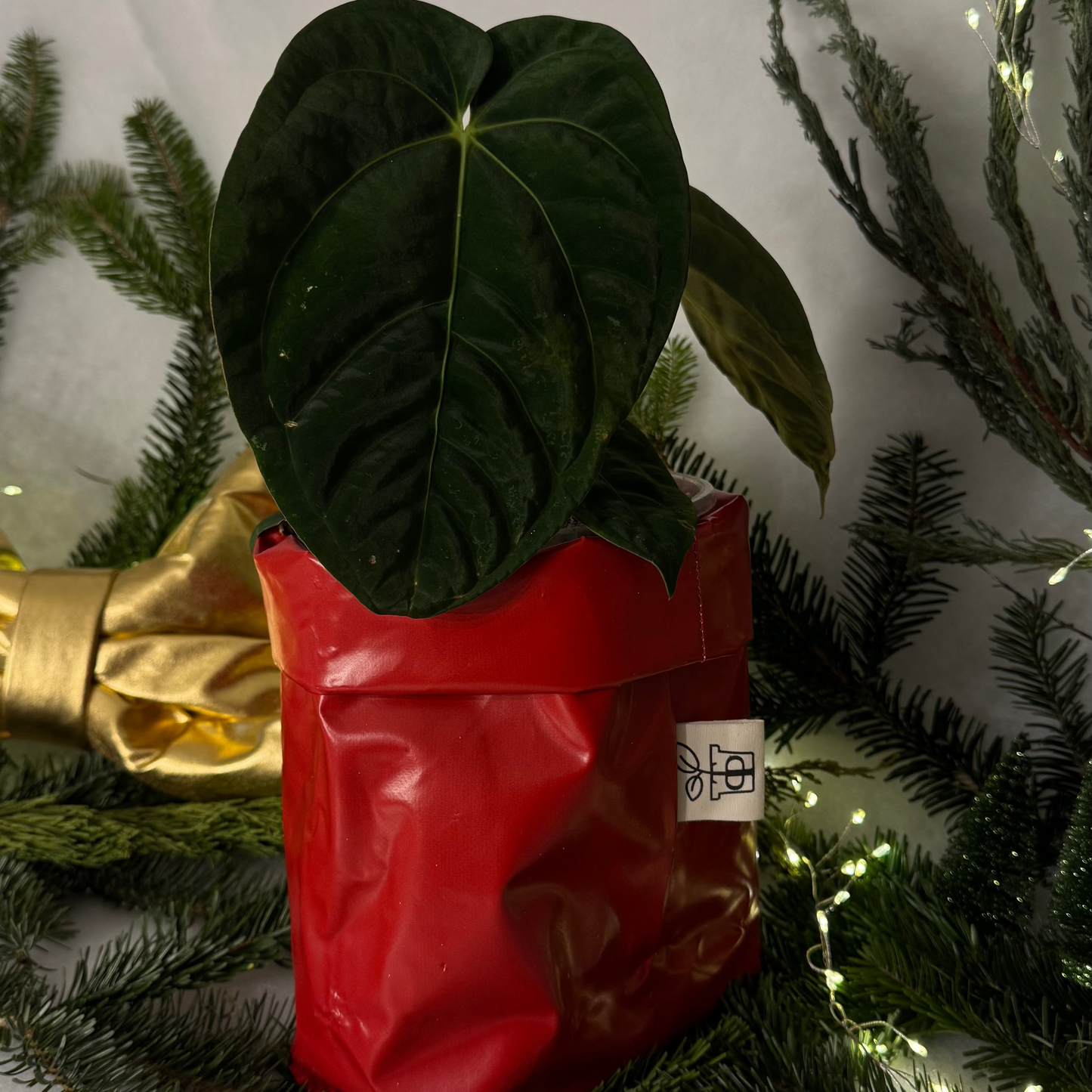 Pottcover merry and bright