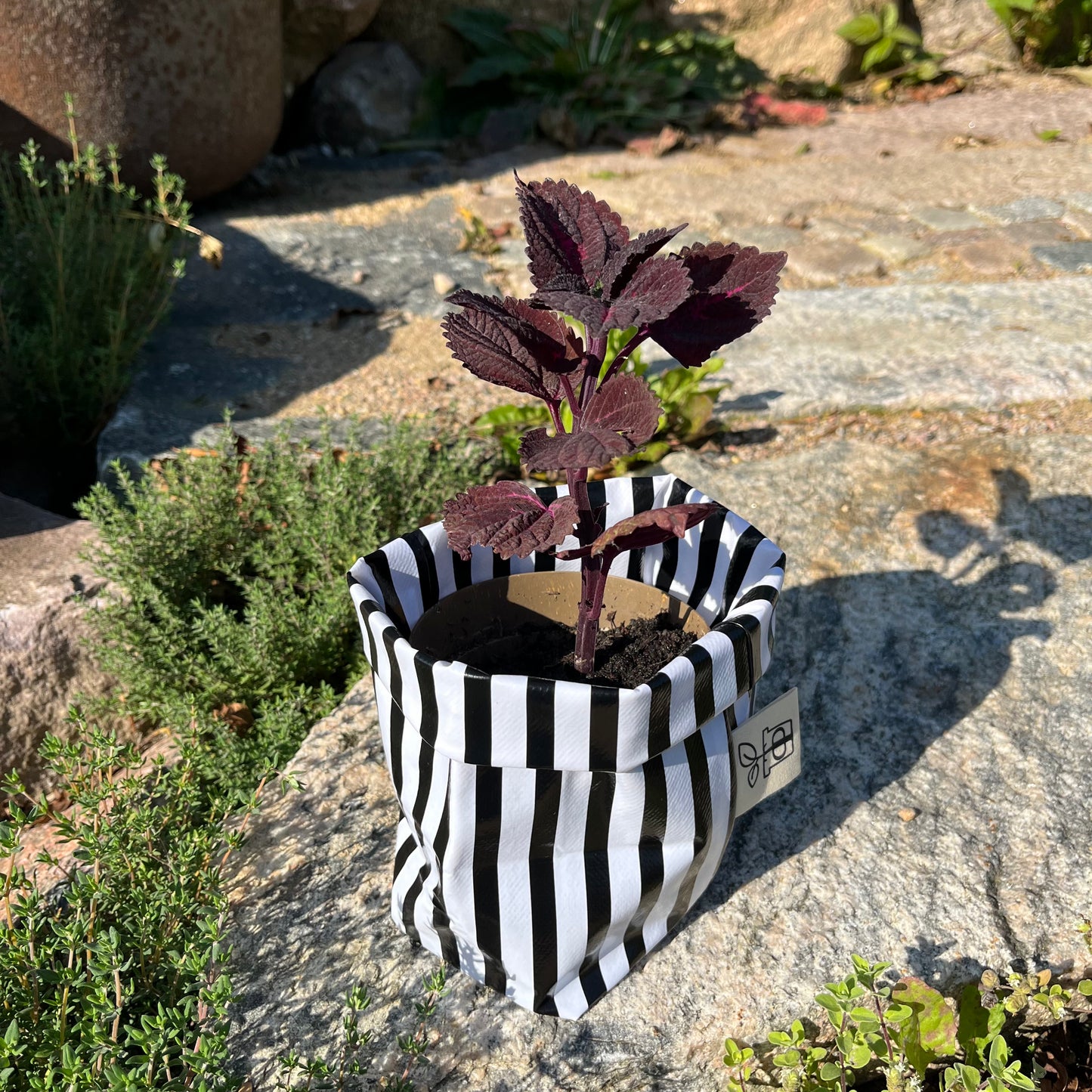 Beetlejuice, Beetlejuice mini