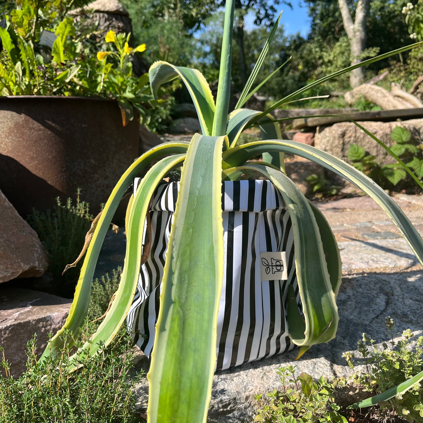 Beetlejuice, Beetlejuice groß